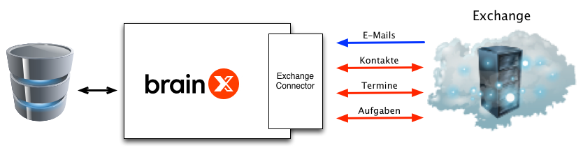 ExCo_brainX_1.png